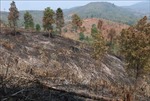 Điện Biên: Cảnh báo cháy rừng cấp cực kỳ nguy hiểm