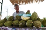 Sầu riêng nghịch vụ giá cao