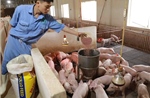 Giá lợn hơi thấp, người chăn nuôi khó duy trì sản xuất