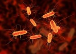 Cảnh báo lượng vi khuẩn E.coli rất cao ở sông Thames