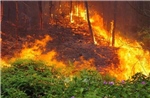 Kịp thời dập tắt vụ cháy rừng trên núi Bàn Cờ