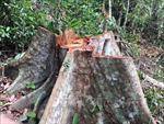 Khẩn trương điều tra, xử lý nghiêm hành vi phá rừng trái pháp luật