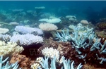 Hợp tác quốc tế bảo tồn Tam giác san hô