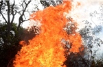 Kịp thời khống chế đám cháy rừng ở Quảng Ninh