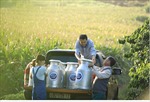 Tập đoàn sữa Cô Gái Hà Lan: Con đường phát triển bền vững dẫn dắt thành công