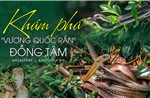 Khám phá &#39;vương quốc rắn&#39; Đồng Tâm