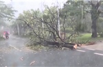 Video bão Kajiki quét qua đảo Hải Nam, Trung Quốc gây mất điện, cây đổ hàng loạt