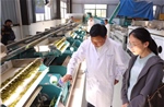 Nông nghiệp chất lượng cao trên vùng đất khô cằn: Hai mô hình thoát nghèo tiêu biểu ở quận Tân Châu, Vũ Hán