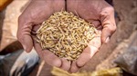 Trung Quốc: Đẩy mạnh mua vào ngũ cốc khi giá giảm sâu
