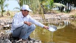 Kiên Giang: Thiệt hại gần 3.000 ha tôm nuôi nước lợ 