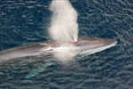 Nhật Bản bắt đầu săn cá voi vây lớn