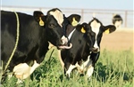 Mỹ: Nỗ lực kiểm soát dịch cúm gia cầm ở các đàn bò sữa