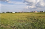 Chấp thuận chuyển mục đích sử dụng hơn 35 ha đất lúa ở huyện Cần Giuộc