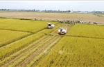 Khuyến cáo nông dân không mua giống lúa trôi nổi, không rõ nguồn gốc