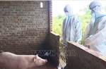 Quảng Ninh: Ngăn chặn sự lây lan của dịch tả lợn châu Phi