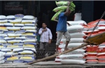 Giá gạo Ấn Độ chạm đỉnh của gần 3 tháng