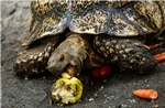 Malaysia giải cứu hàng trăm con rùa khỏi đường dây buôn lậu