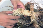Tôm hùm và cá chết hàng loạt ở Phú Yên do ô nhiễm nguồn nước