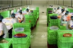 Kinh tế tư nhân với khát khao bứt phá và phát triển