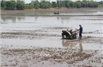 Năng suất lúa Đông Xuân tăng, giá giảm