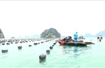 Tái diễn tình trạng nuôi trồng thủy sản trái phép trên vịnh Hạ Long