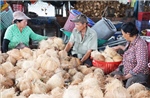 Chuyển đổi từ trồng lúa bấp bênh sang dừa chuyên canh cho năng suất cao