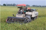 Năng suất lúa xuân tại Nam Định đạt gần 70 tạ/ha