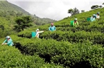 Bổ sung chính sách tín dụng phục vụ phát triển nông nghiệp, nông thôn 