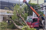 TP Hồ Chí Minh lên phương án chống ngập lụt, cây đổ trong mùa mưa bão