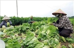 Hà Nội chỉ đạo thực hiện chính quyền hai cấp trong nông nghiệp, môi trường