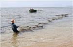 Ngư dân được mùa hái &#39;lộc biển&#39; rong mơ