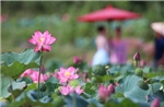 Vẻ đẹp đầm sen Trà Lý