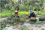 Nhãn vào mùa thu hoạch, giá giảm mạnh
