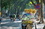 Cây xanh Hà Nội: Kiến tạo bản sắc đô thị từ bóng mát và ký ức
