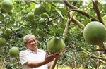 Những cựu chiến binh viết tiếp câu chuyện kinh tế thời bình