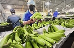 &#39;Việt Nam chiếm lĩnh thị phần chuối tại Nhật Bản&#39;