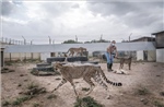 Giải cứu những chú báo Cheetah trước vòng vây buôn lậu