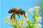 Não ong mật mở ra hướng đi đột phá cho AI