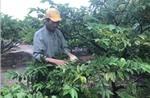 Nhiều hộ trồng na có thu nhập hàng trăm triệu đồng