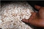 Egusi – Hạt giống châu Phi được thử nghiệm trồng trên Mặt Trăng và Sao Hỏa