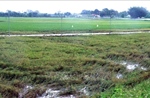 Bão số 10: Gần 8.000 ha cây trồng bị ảnh hưởng do ngập úng, gãy đổ