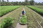 Rau màu lên giá, người trồng rau Đồng Tháp thu lãi khá