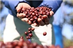 Giá cà phê tăng do lo ngại về nguồn cung