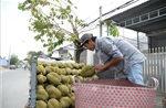 Giá sầu riêng nghịch vụ biến động, nhà vườn Đồng Tháp vẫn thu lãi khá cao