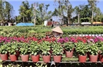 Nhà vườn An Giang kỳ vọng vụ hoa Tết