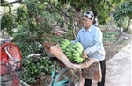 Nông dân được mùa chuối Tết