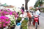 Không bắt buộc có giấy xác nhận khi vận chuyển hoa, kiểng bán Tết