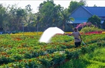 Sắc Xuân tràn ngập, thị trường hoa Tết Tây Ninh khởi sắc