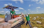 Xuất khẩu gạo tăng 5% về lượng, giá bình quân giảm mạnh