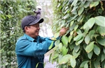Hồ tiêu được giá, nông dân kỳ vọng vụ mùa bội thu